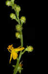 Beaked agrimony